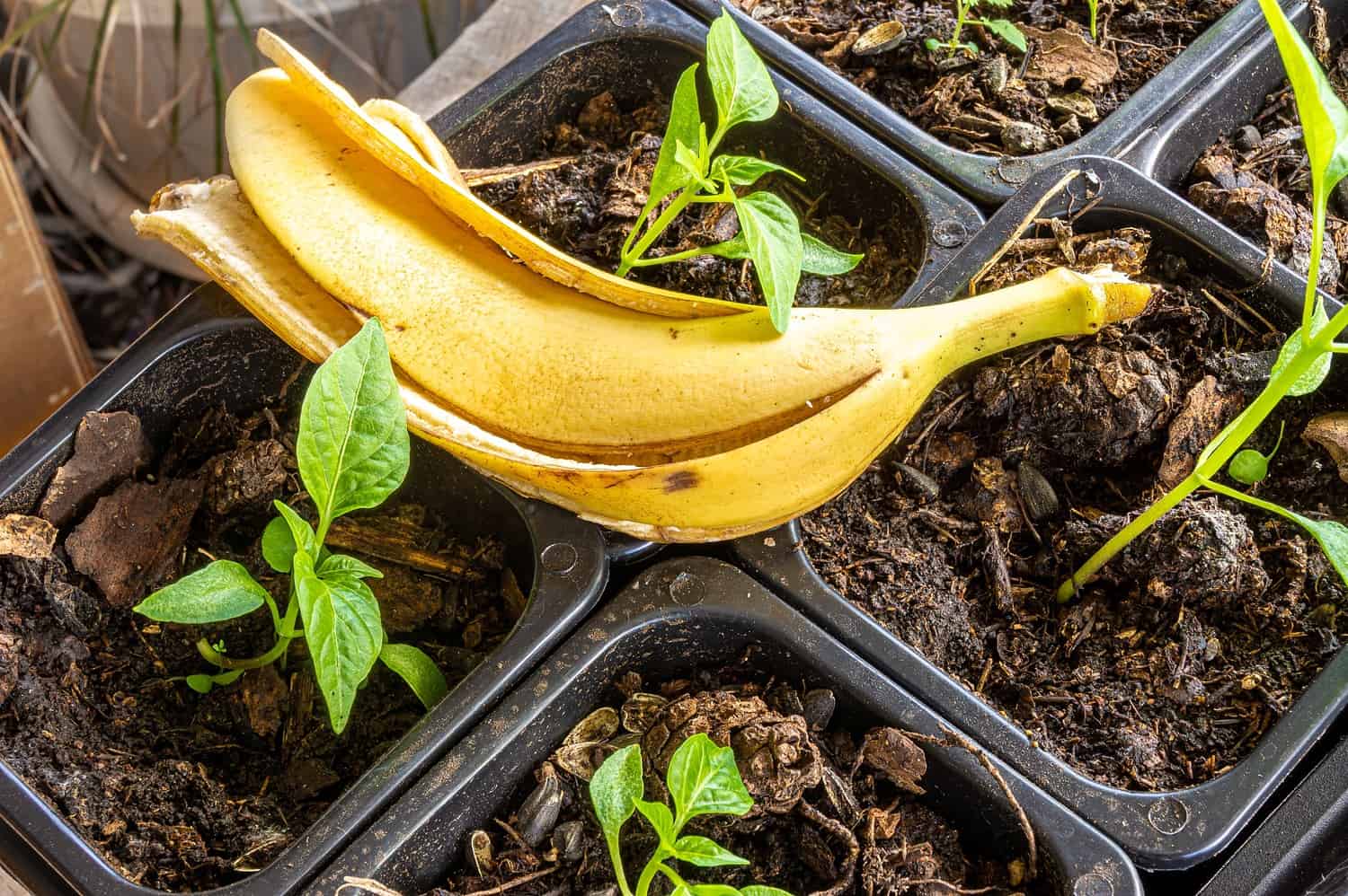 Two yellow bananas placed on top of potting containers with small green seedlings growing in soil