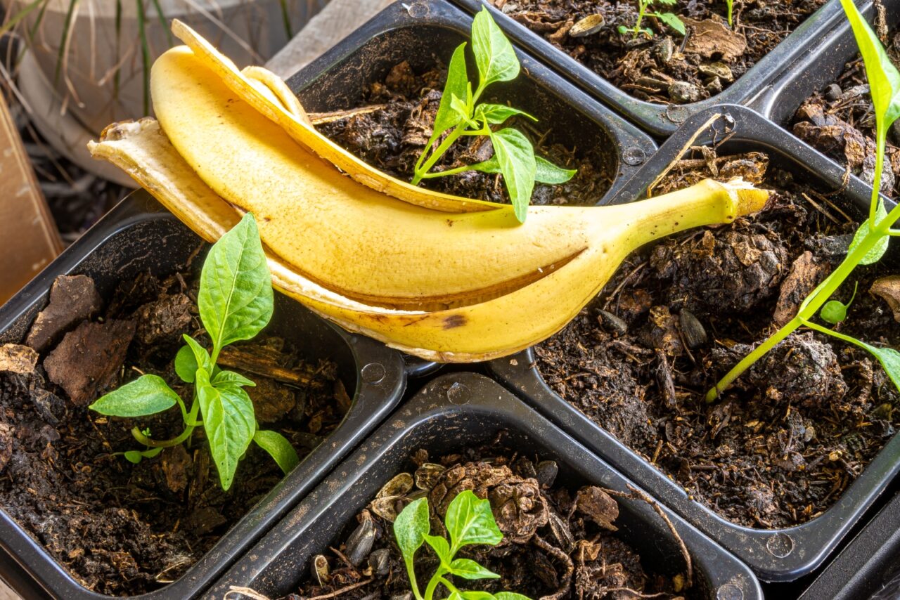 Two yellow bananas placed on top of potting containers with small green seedlings growing in soil