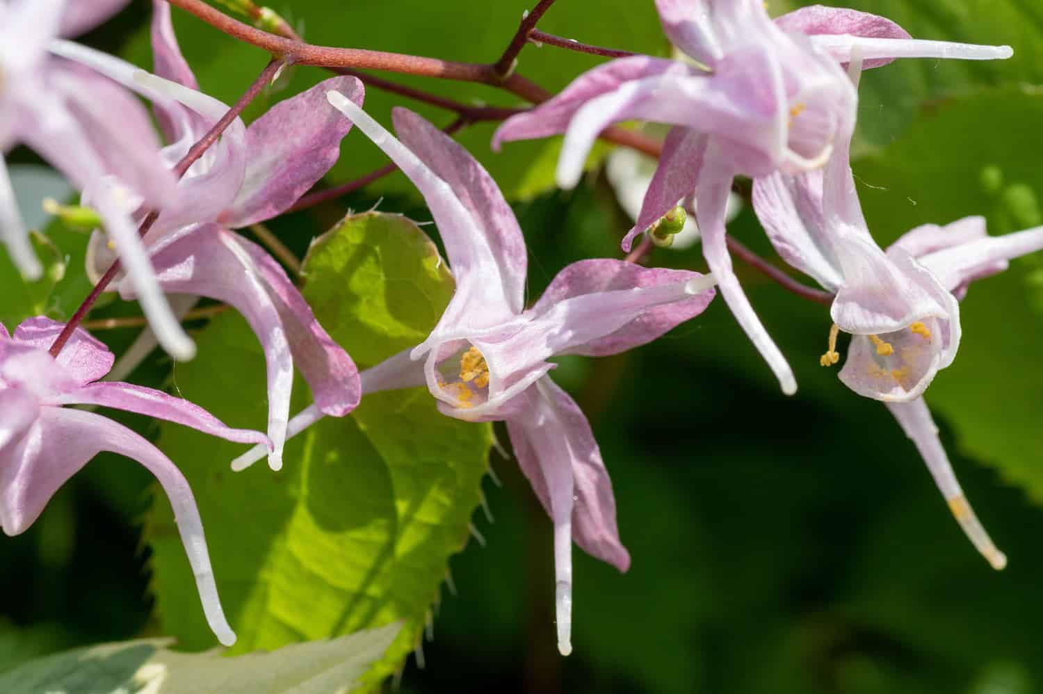 Close-up of delicate Barrenwort (Epimedium) flowers with elongated petals and yellow centers against bright green leaves