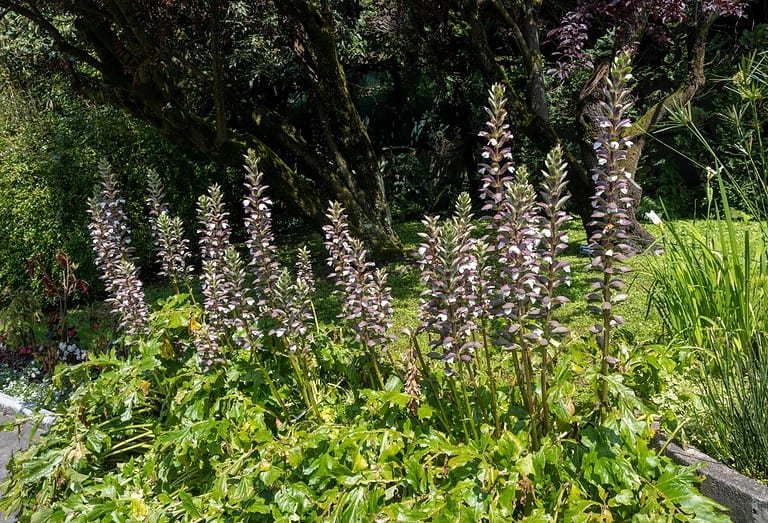 11 Tough Shrubs That Can Grow Almost Anywhere