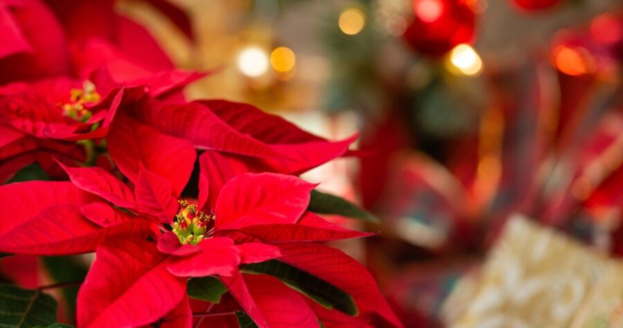 Light pink Japanese anemone flowers with bright yellow centers on slender stems, set against a background of dark green leaves