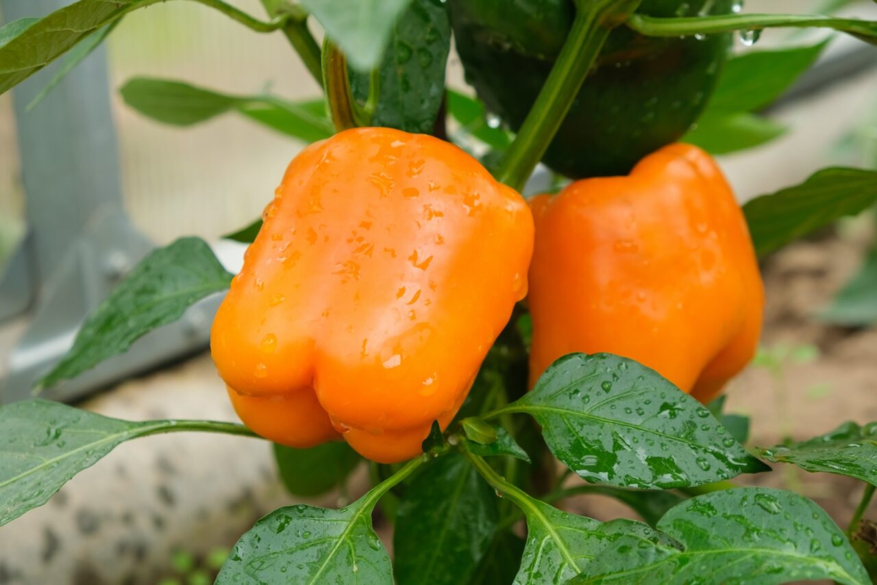 Two ripe orange bell peppers on the plant, covered in water droplets, surrounded by green leaves, growing in a garden or greenhouse setting