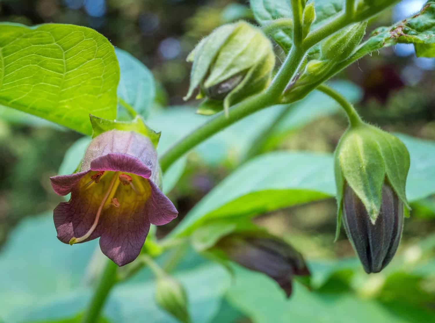 A close-up of a belladonna plant with dark purple flowers, green leaves, and unopened buds against a blurred natural background