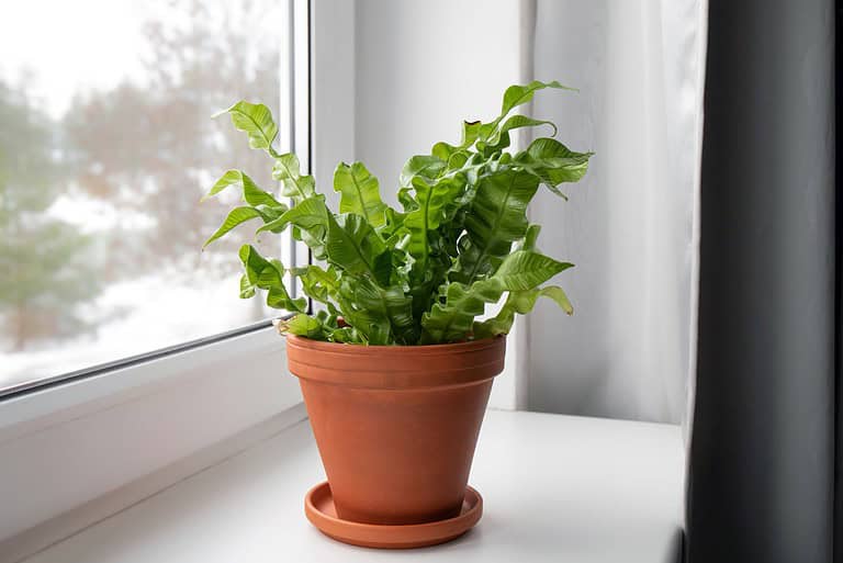 Small green herb plant in terracotta pot on white windowsill, natural light, indoor gardening setup.
