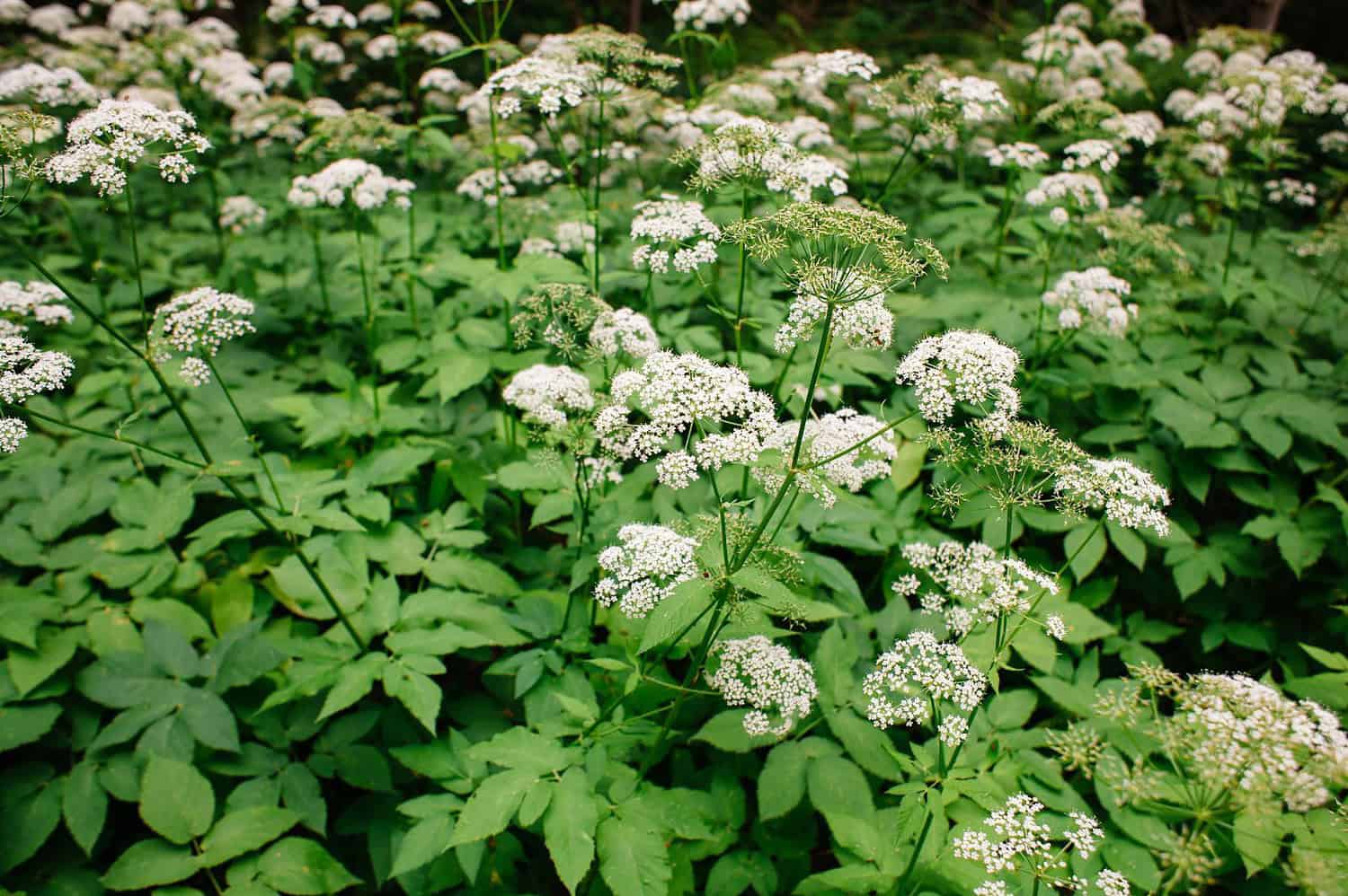 Bishop’s Goutweed plant with green and white variegated leaves, forming dense ground cover
