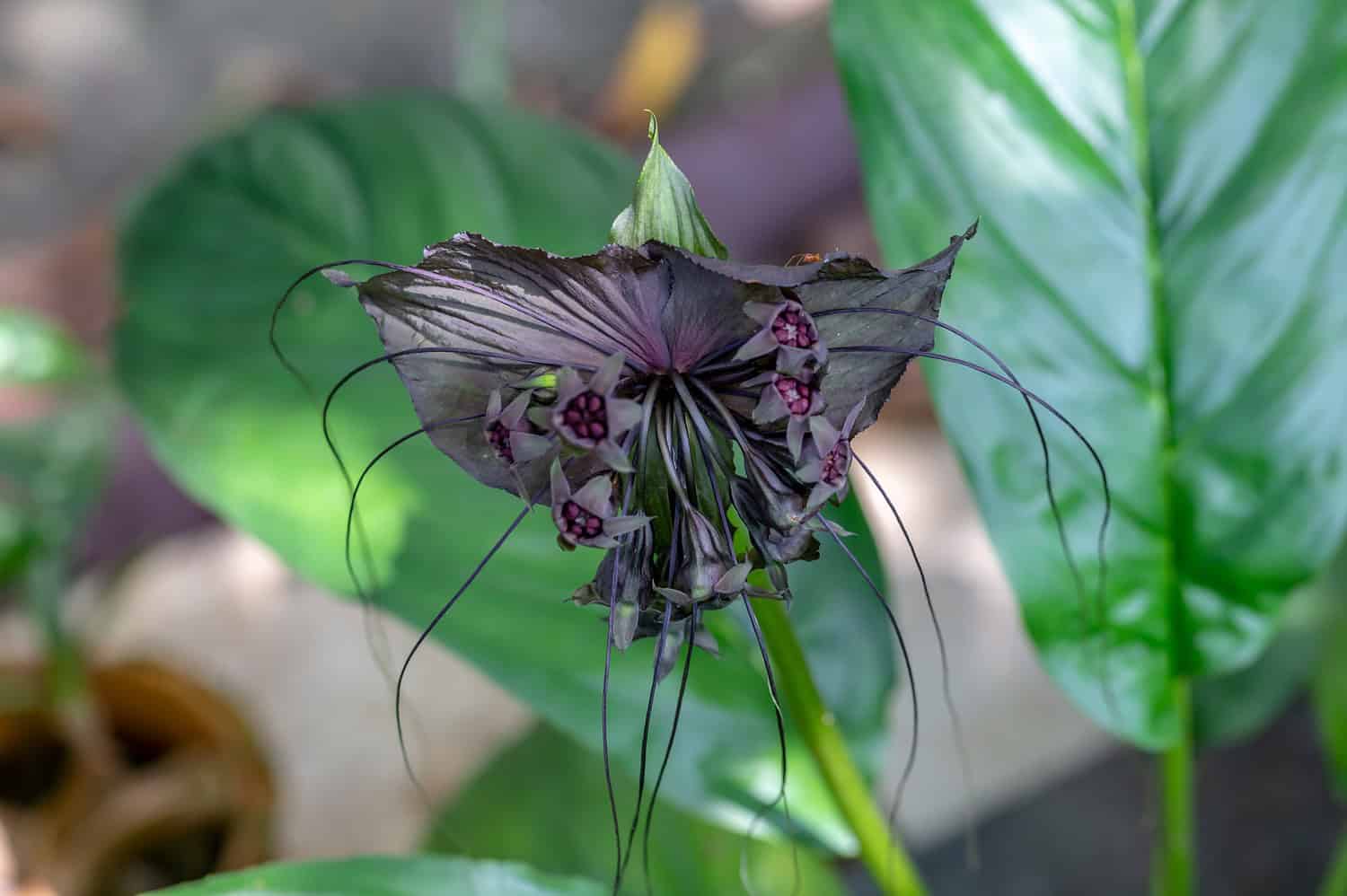 A striking black bat flower with dark petals, long whisker-like filaments, and purple markings, surrounded by broad green leaves