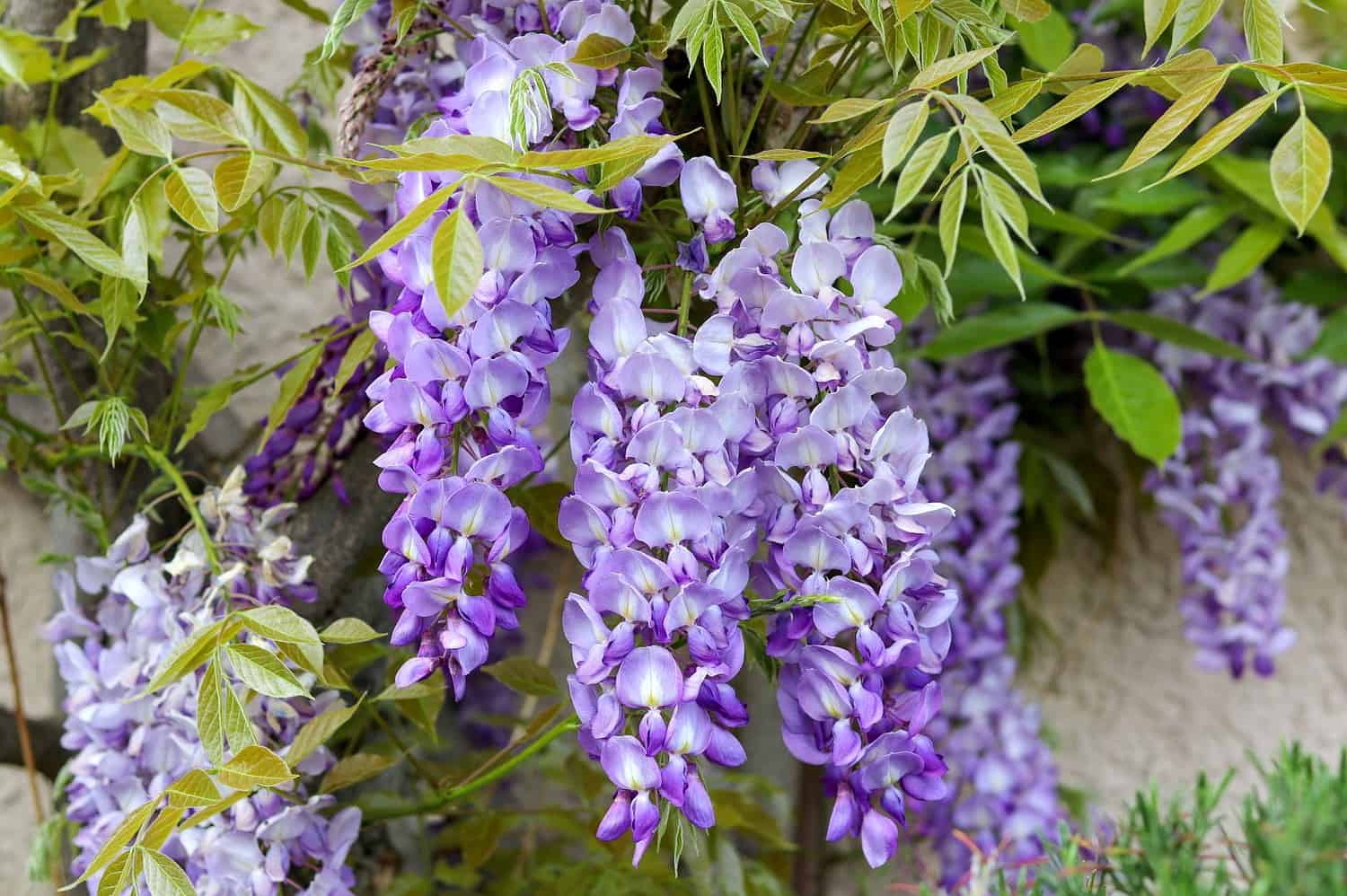 Cascading clusters of lavender wisteria flowers hanging from green branches with compound leaves against a light background