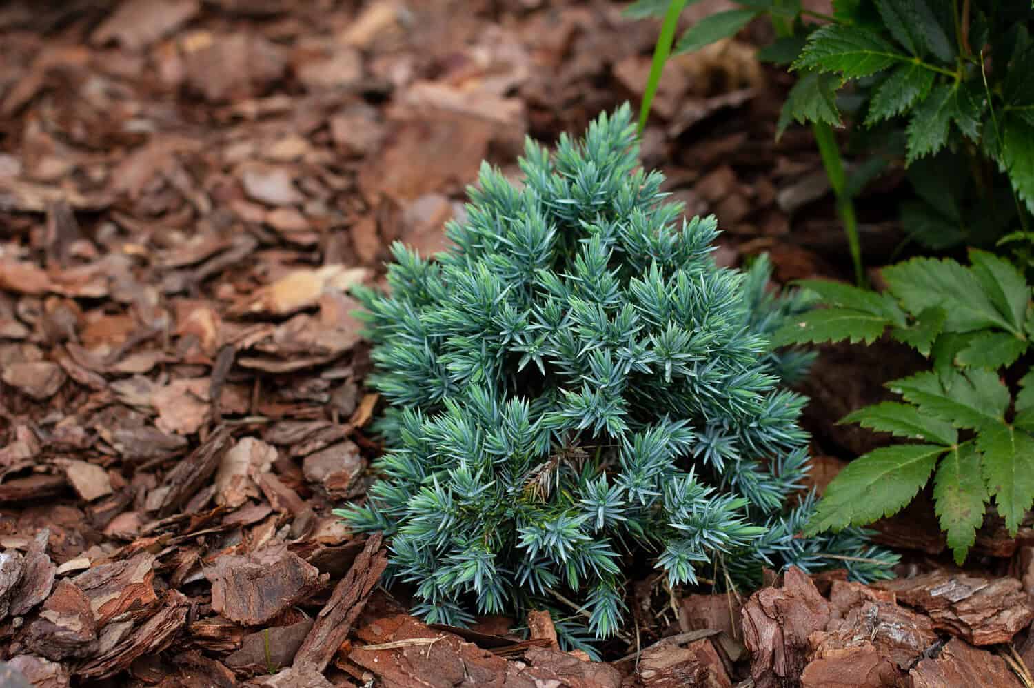 Compact Blue Star Juniper with dense, blue-green needle-like foliage growing on brown bark mulch in a garden bed