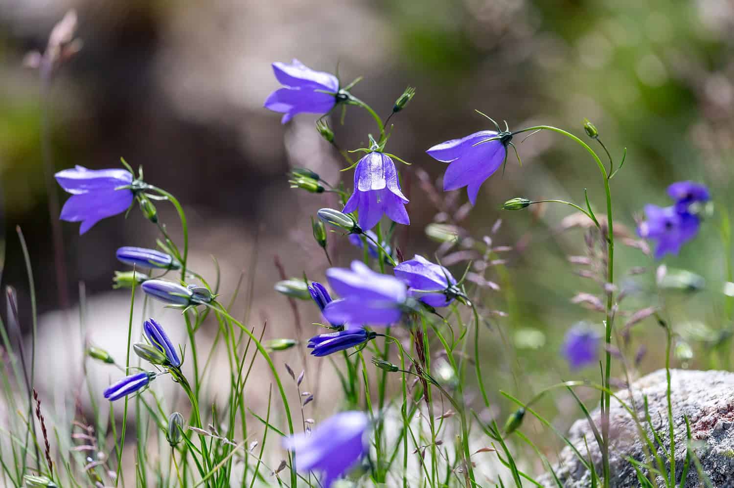 Delicate bluebell flowers, swaying in the breeze, blooming in a natural meadow, slender green stems, soft-focus background, vibrant purple-blue petals, wildflower landscape, summer or spring setting