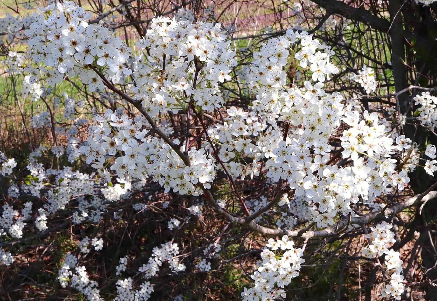 Bradford Pear with clusters of small white flowers covering brown branches in spring