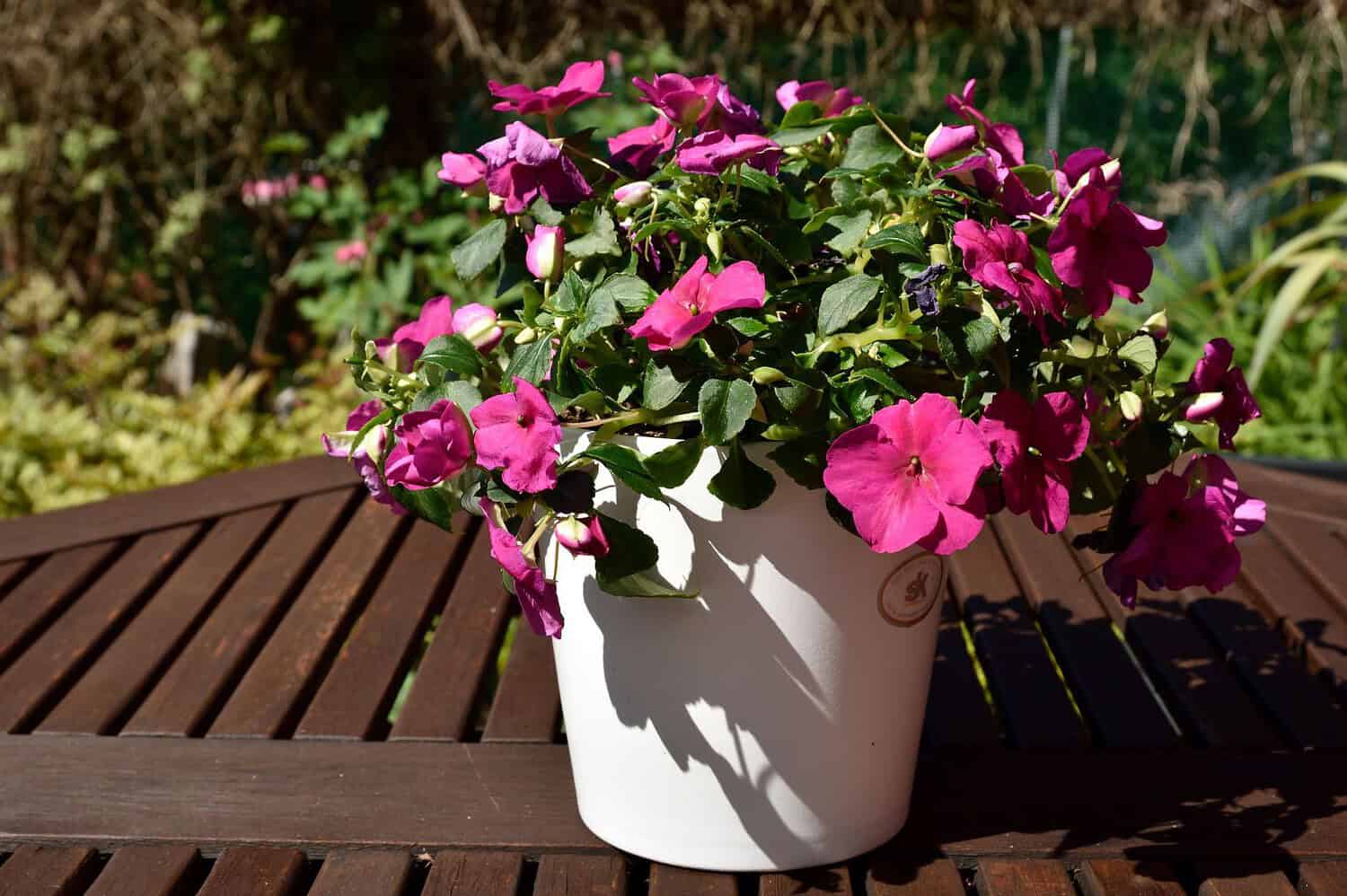 Bright pink Impatiens Walleriana blooming in white plastic planter pot sitting on wooden slatted table outdoors in garden setting