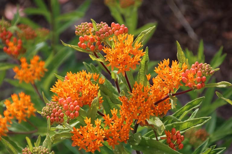 Bright orange butterfly weed flowers (Asclepias tuberosa) in bloom, clustered flower heads with green foliage