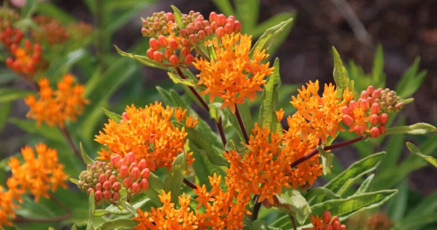 Bright orange butterfly weed flowers (Asclepias tuberosa) in bloom, clustered flower heads with green foliage