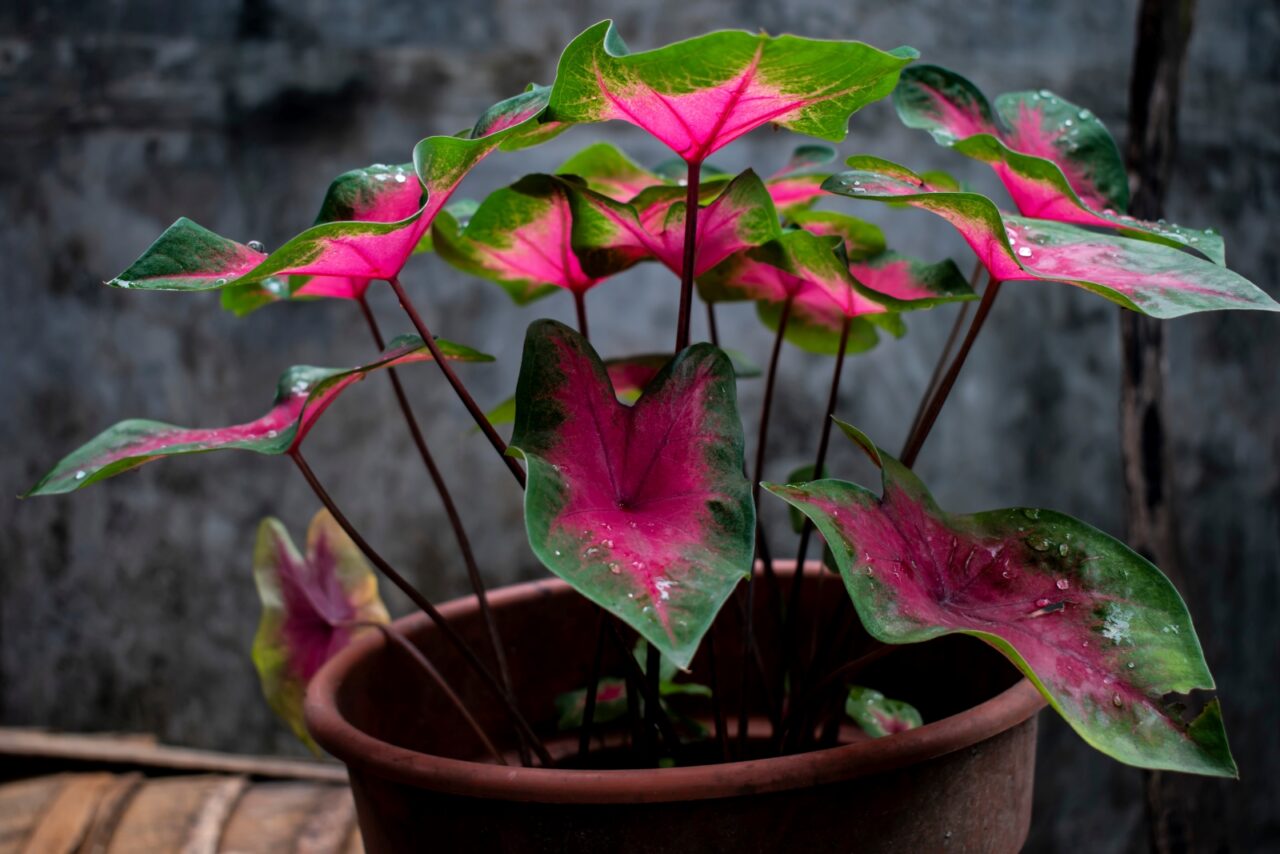 Caladium plant with pink and green leaves, vibrant heart-shaped foliage, growing in a terracotta pot, colorful veins on leaves, bright tropical appearance