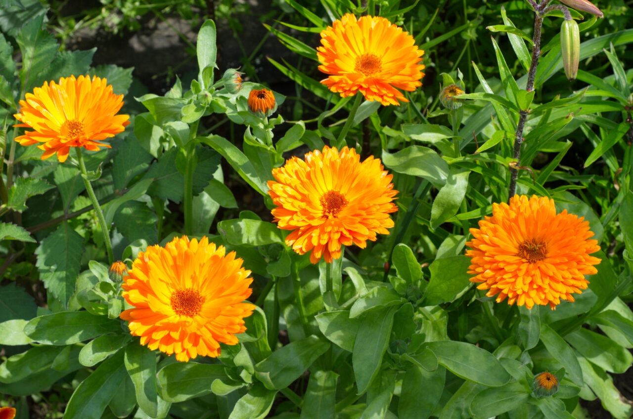 Vibrant orange Calendula flowers, bright yellow centers, green leaves, garden setting, sunny day