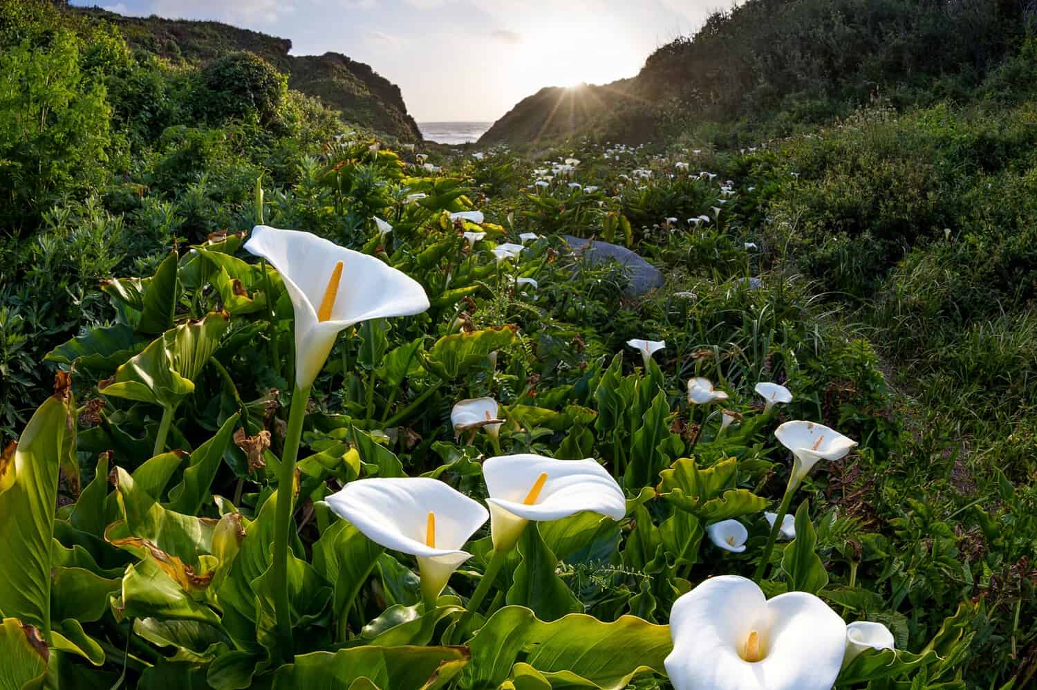 White calla lilies blooming in lush coastal valley, with sunlight breaking through hills toward ocean in background