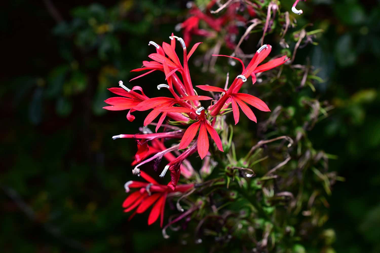 Vibrant red Cardinal flowers blooming on thin stems against a dark green blurred background in natural setting