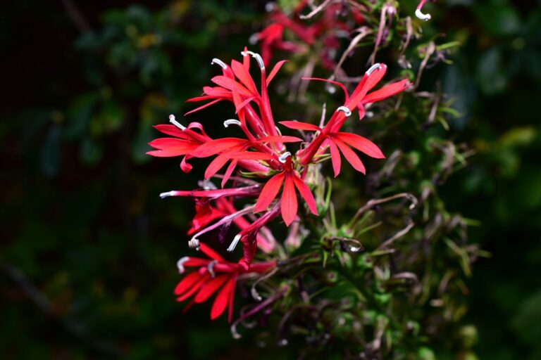 Vibrant red Cardinal flowers blooming on thin stems against a dark green blurred background in natural setting
