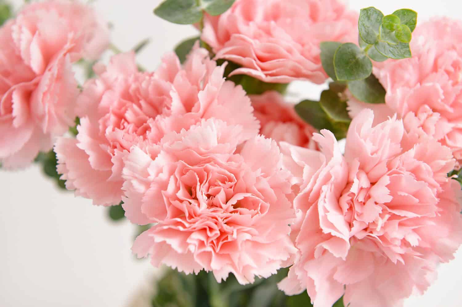 Soft pink carnations in full bloom, delicate ruffled petals, lush green foliage, popular for bouquets and floral arrangements, symbol of love and admiration