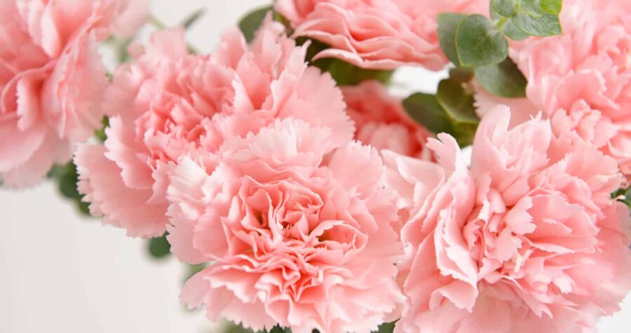 Soft pink carnations in full bloom, delicate ruffled petals, lush green foliage, popular for bouquets and floral arrangements, symbol of love and admiration