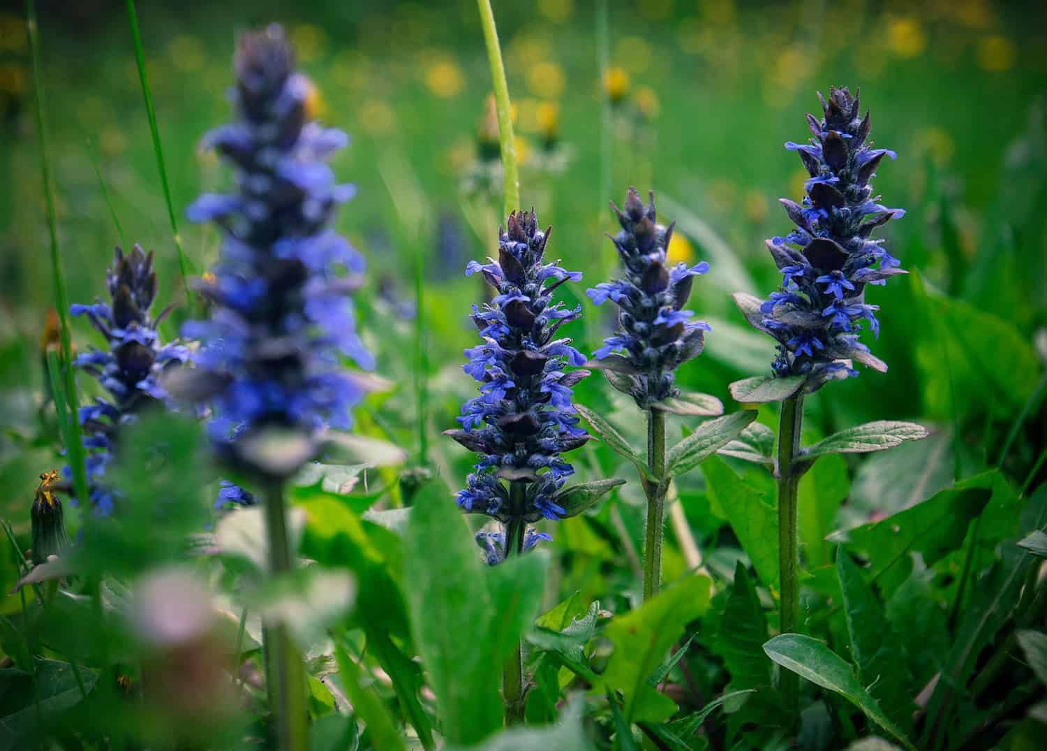 Purple Bugleweed tall spiky blooms, green foliage, blurred garden background, blue border with checkmark icon