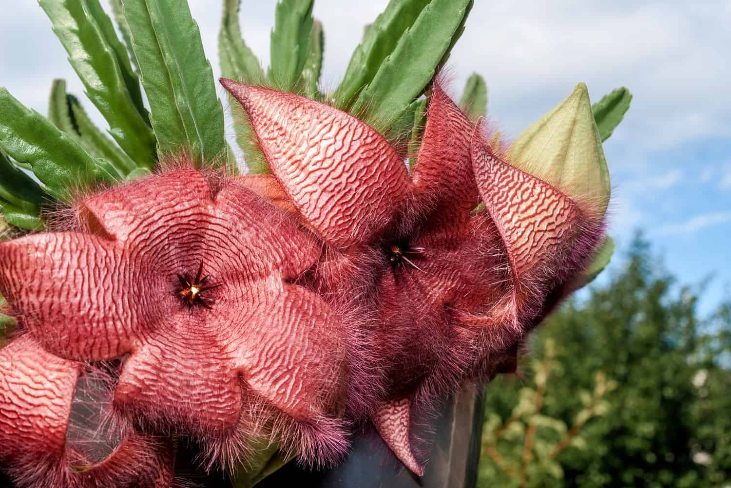 Large, hairy, star-shaped carrion flowers with maroon, veined petals and green succulent stems, set against a bright sky and foliage
