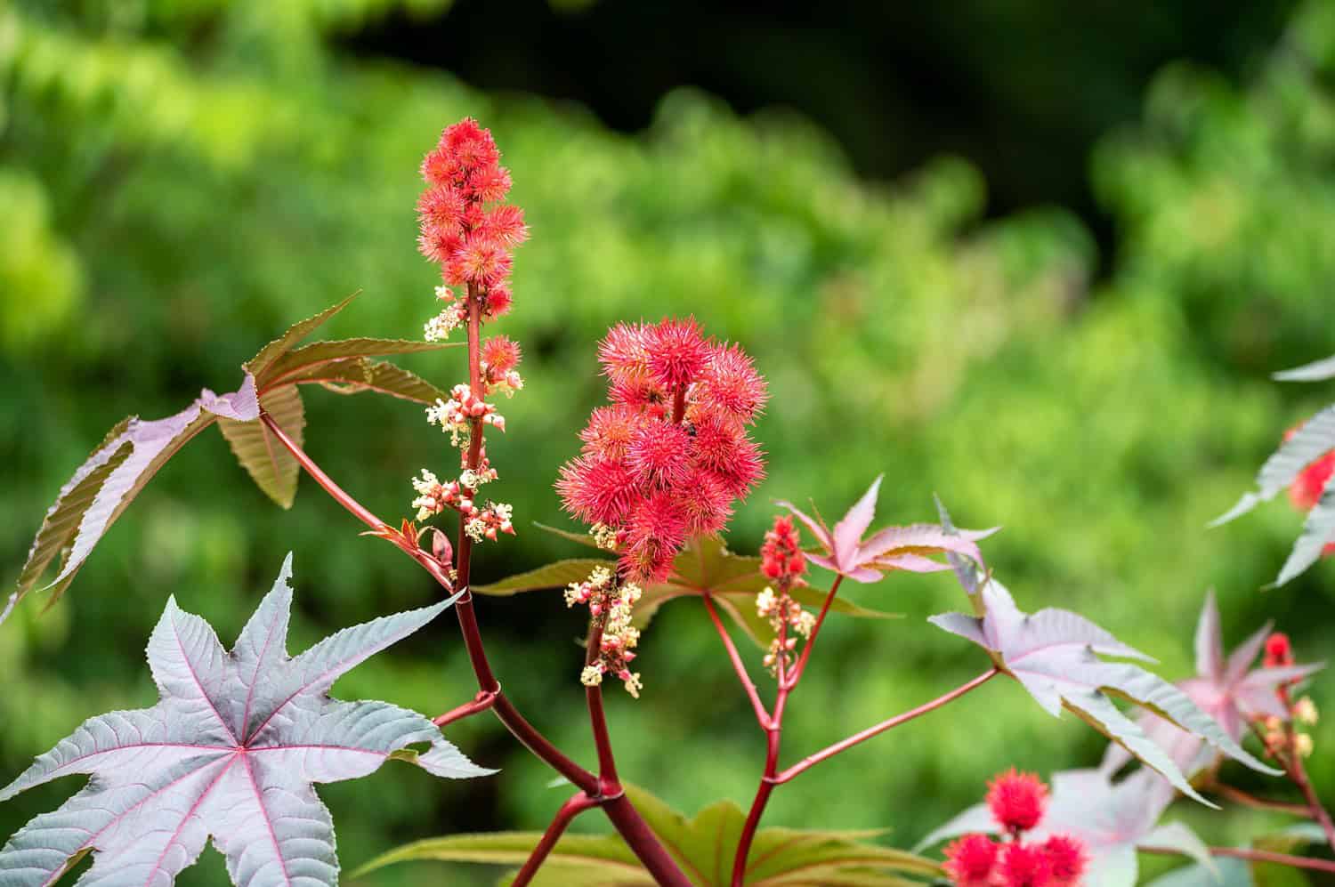 Castor bean plant with bright red spiky seed pods and large palmate leaves against blurred green background
