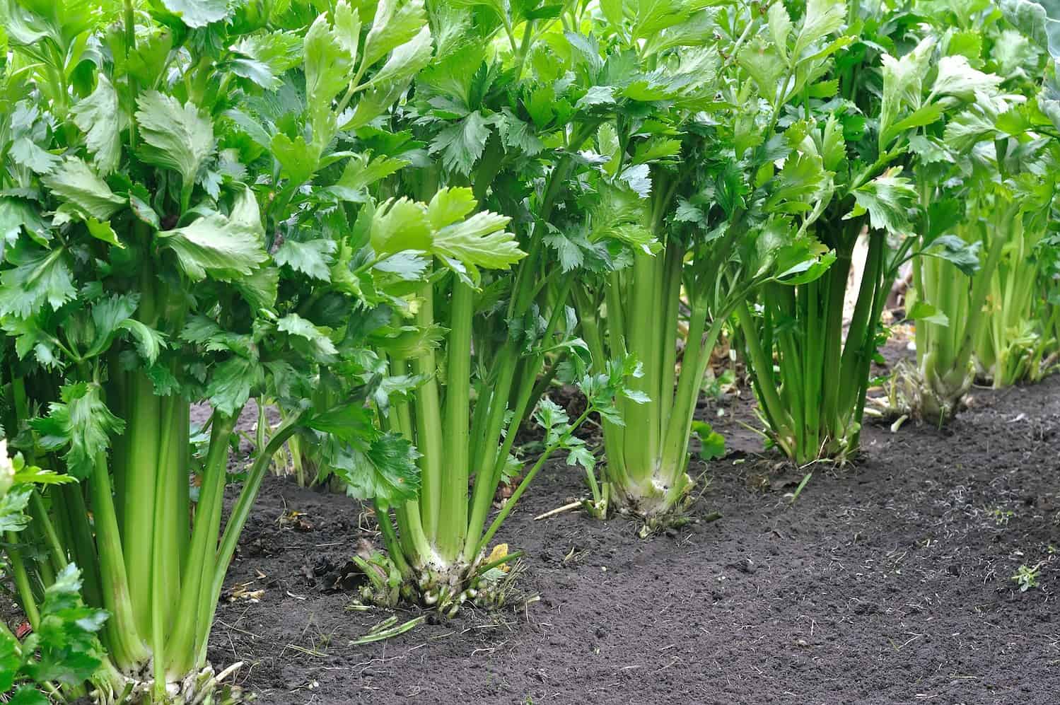 The image shows rows of fresh celery growing in the soil, green celery stalks in a garden, healthy vegetable crop, close-up of celery plants with vibrant green leaves