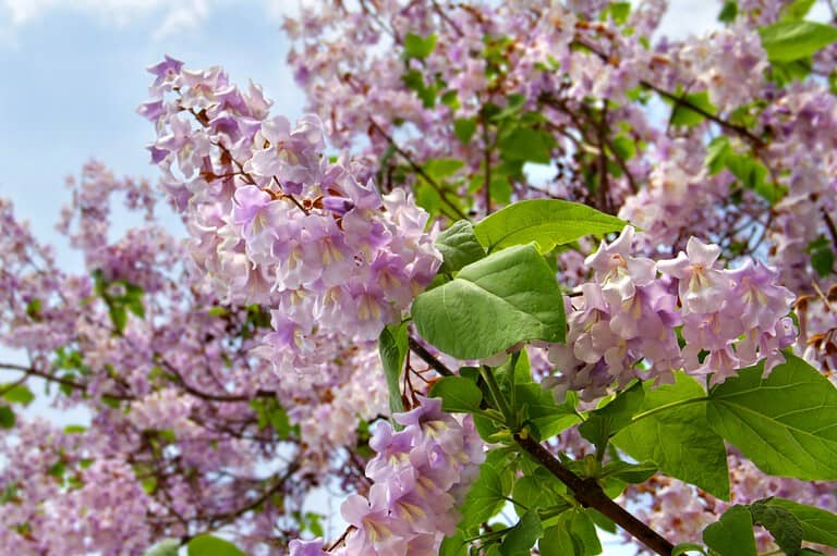 13 Hardy Flowers That Stay Beautiful Under Blazing Sunlight