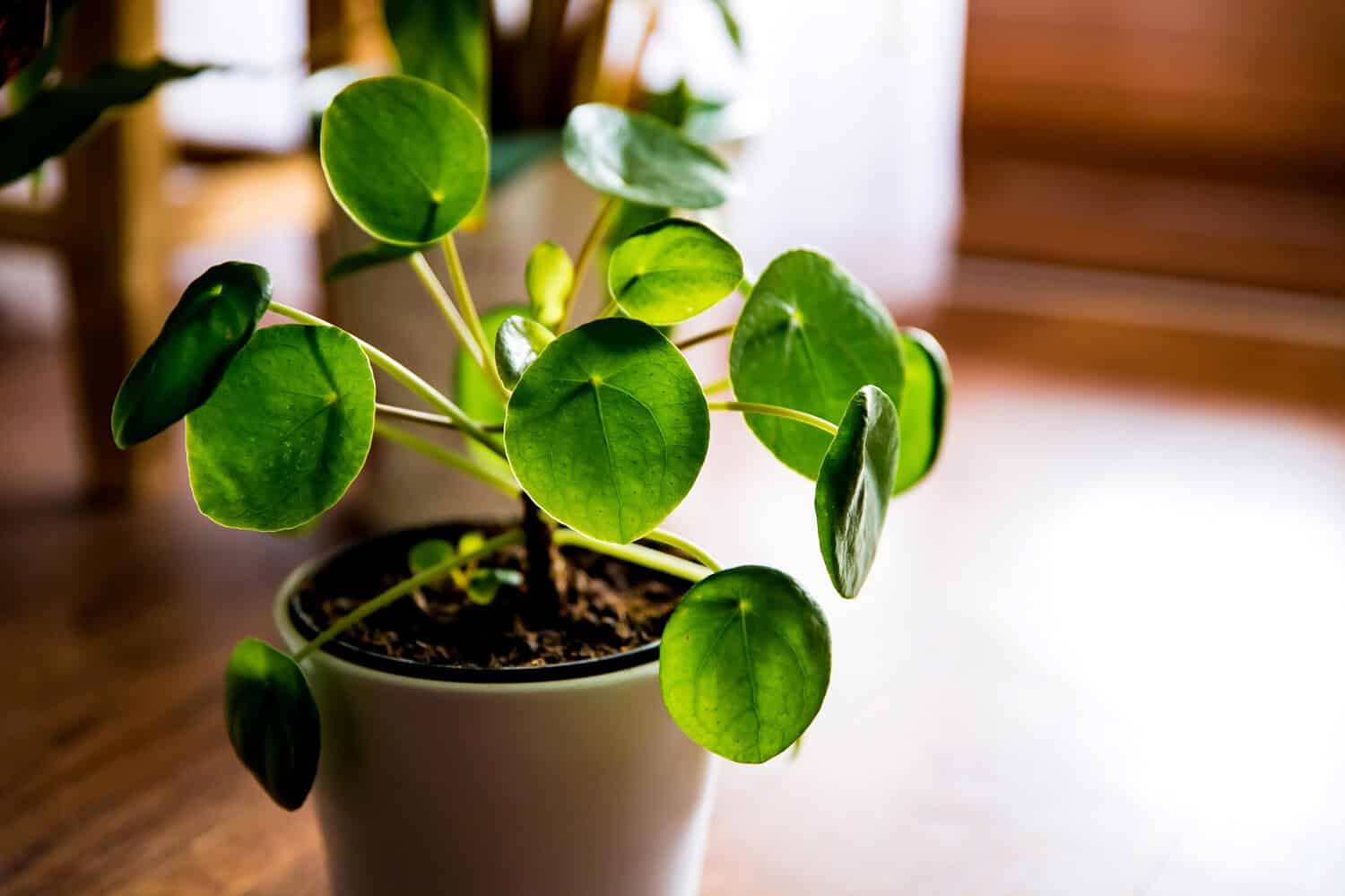 Potted Pilea peperomioides with round, bright green leaves, sitting on a wooden surface, natural light in the background
