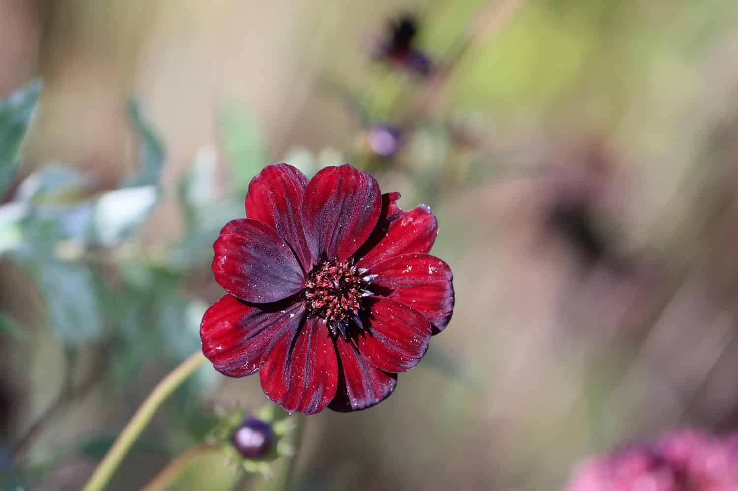 A deep red chocolate cosmos flower with velvety petals and a dark center, surrounded by blurred greenery and small buds