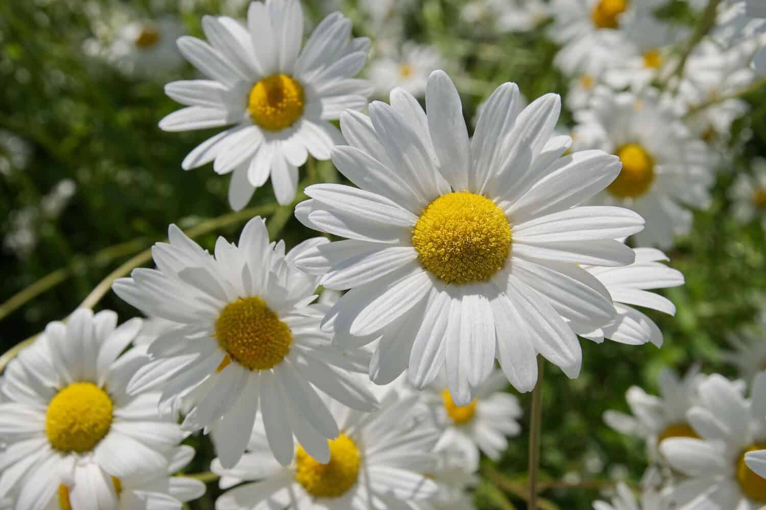 White daisies in full bloom, yellow centers, soft petals, vibrant spring flowers, close-up of daisy flowers, fresh garden blooms, bright and cheerful blossoms