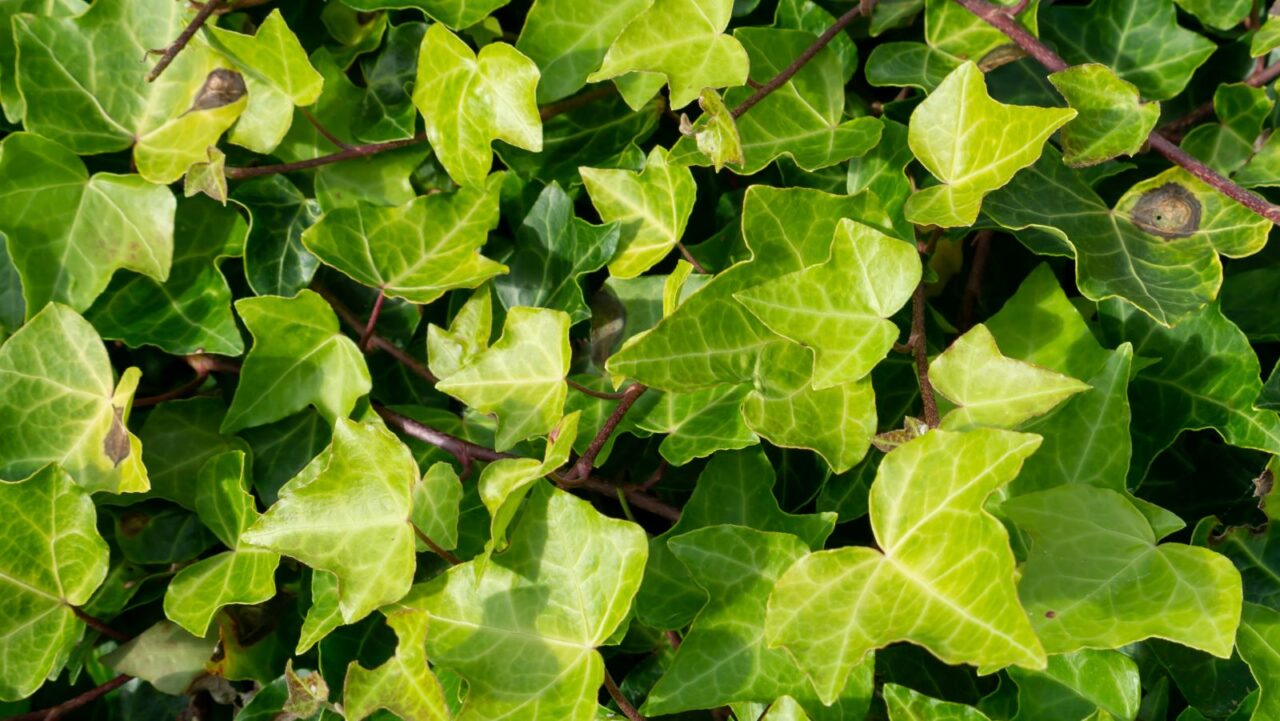 Close-up of glossy ivy leaves with distinctive three-pointed shape and light green veining forming a dense groundcover