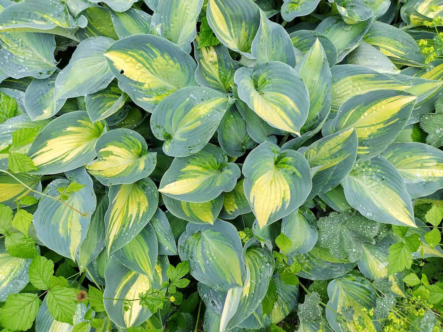 Variegated hosta leaves, green and yellow foliage, dense leafy ground cover, morning dew on leaves, lush garden plant, shade-loving perennial