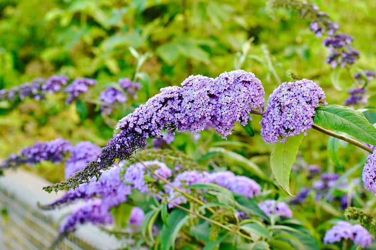 Close-up of vibrant purple flowers, elongated clustered blooms, green foliage background, outdoor garden setting, bright and natural lighting, delicate petals, lush plant growth