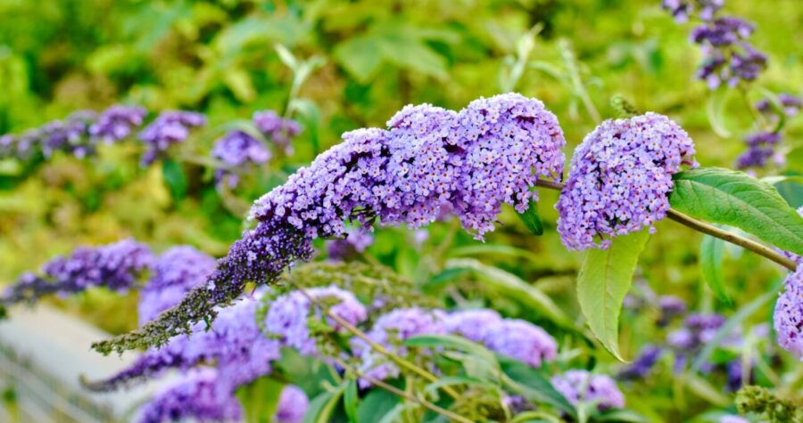 Close-up of vibrant purple flowers, elongated clustered blooms, green foliage background, outdoor garden setting, bright and natural lighting, delicate petals, lush plant growth