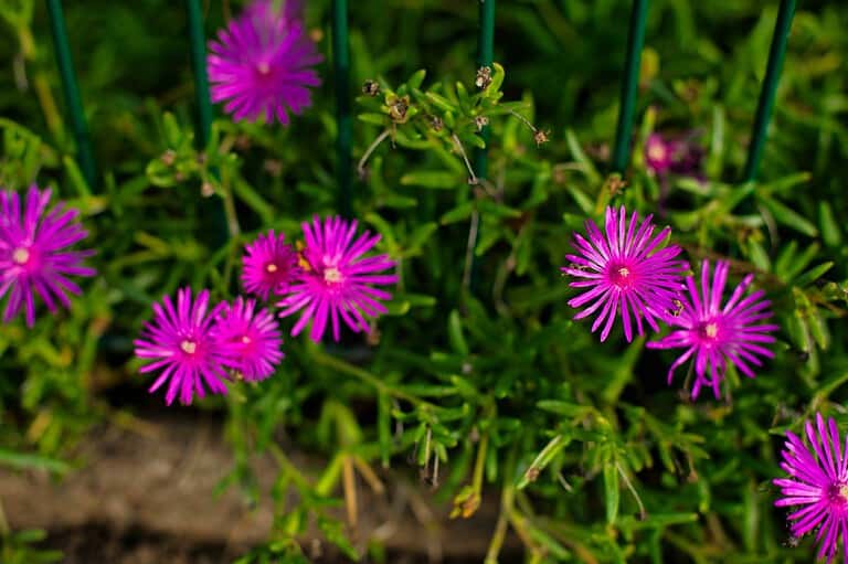 11 Shade-Loving Perennials That Keep Weeds Away