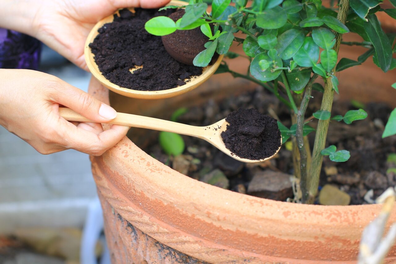 Hands using a wooden spoon to add coffee grounds to a potted plant, enriching soil, providing organic matter, promoting sustainable gardening, natural fertilizer for plant growth.