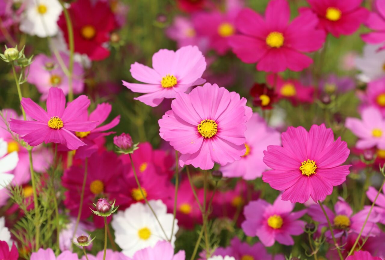 A field of vibrant pink cosmos flowers with yellow centers, interspersed with some white blooms against a green background