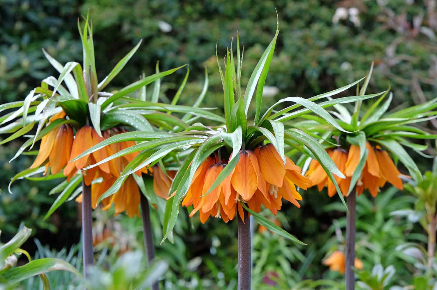 Crown imperial flowers, orange bell-shaped blooms, tall sturdy stems, green spiky leaves, spring garden, ornamental plant, lush foliage, vibrant colors, outdoor landscaping, exotic floral display
