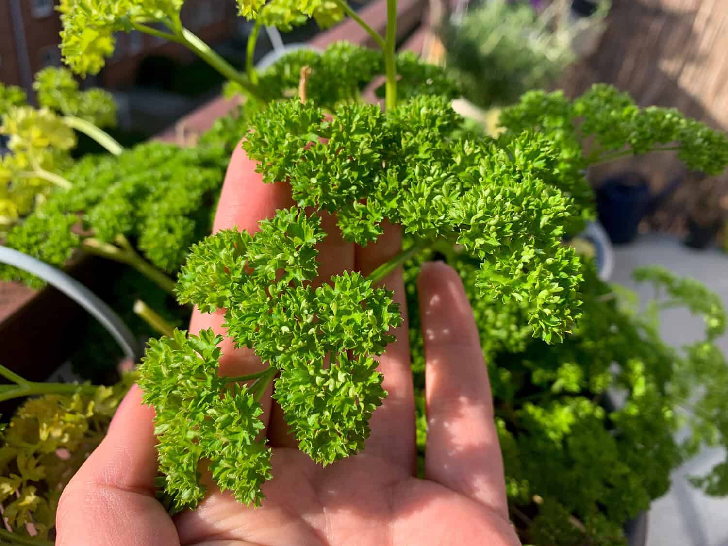 A hand holding curly parsley, lush green leaves, sunlight shining on the herb, garden setting, fresh culinary ingredient, homegrown plant