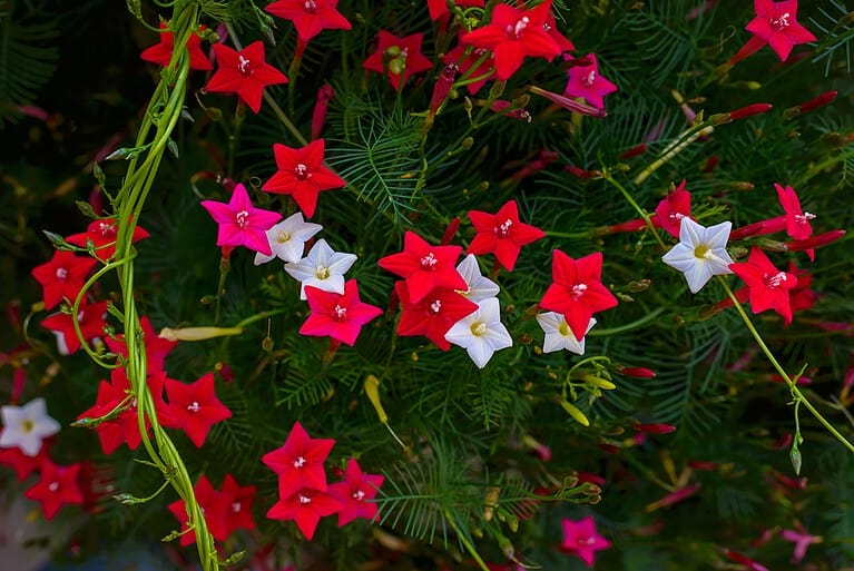 9 Gorgeous Red Shrubs That Your Garden Is Missing Out On