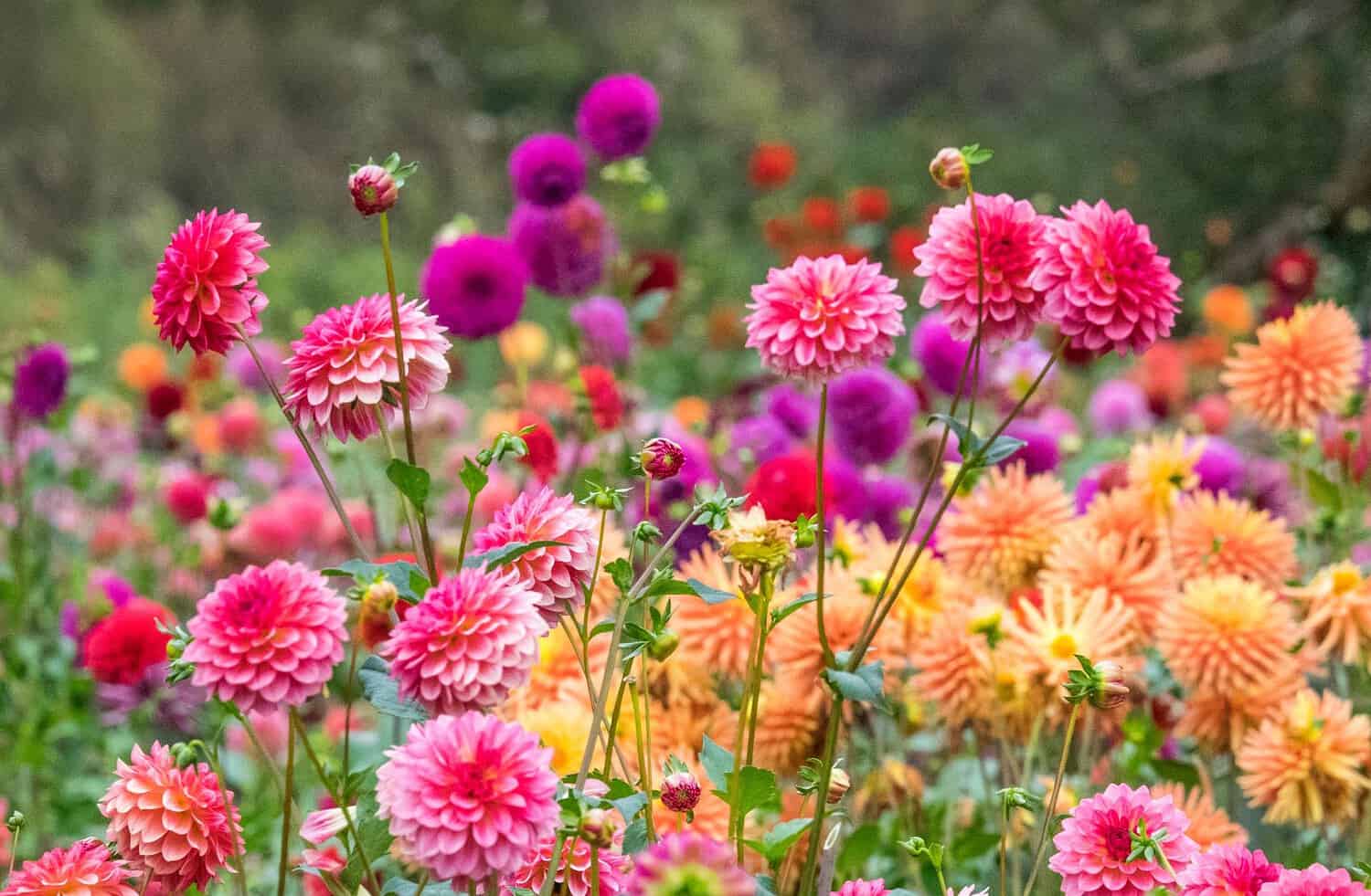 Vibrant dahlia flowers in pink, magenta, and orange, blooming in a garden with blurred green background