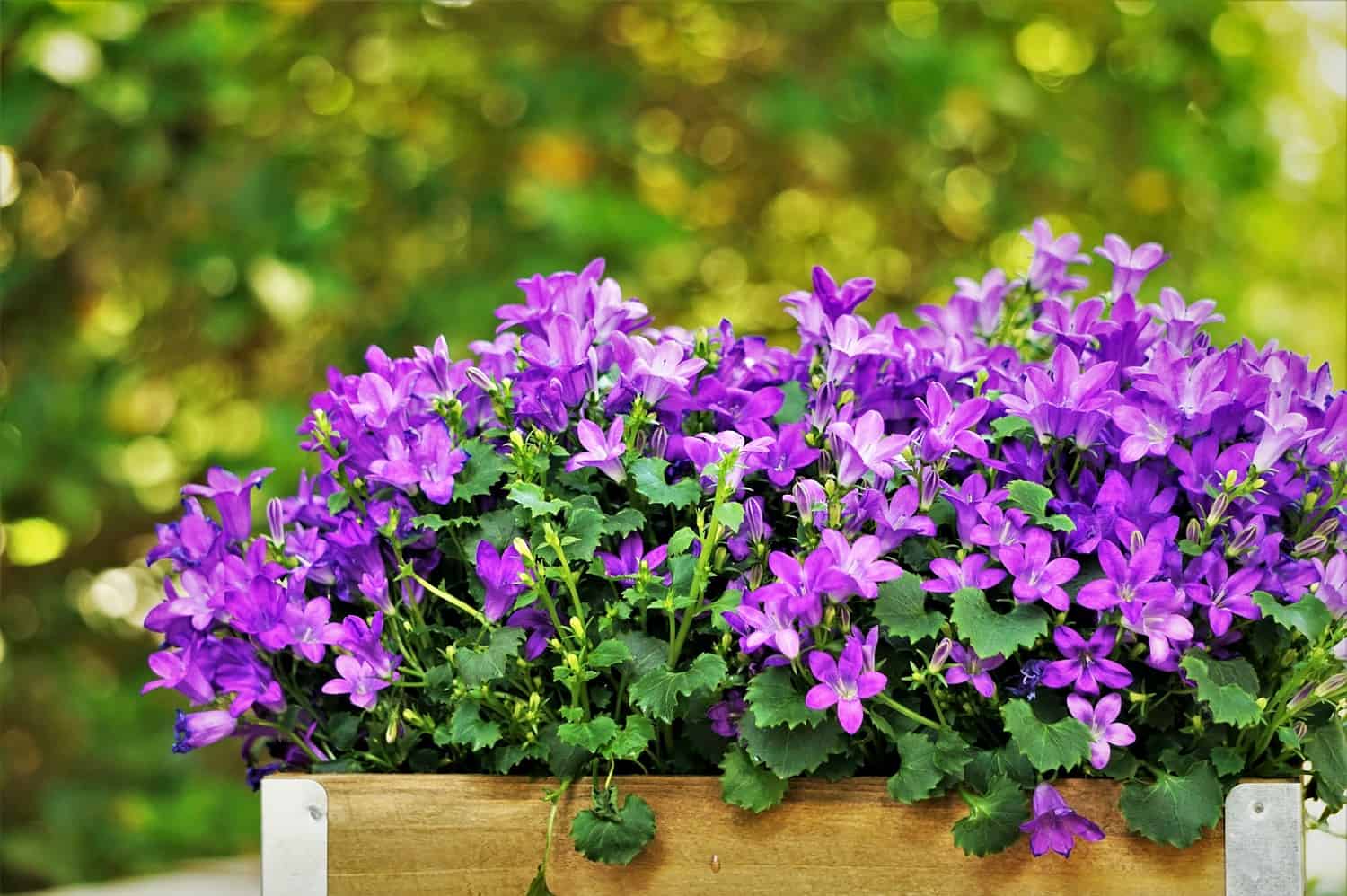 Vibrant purple flowers blooming in a wooden planter box, likely campanula or bellflowers, against a blurred green background