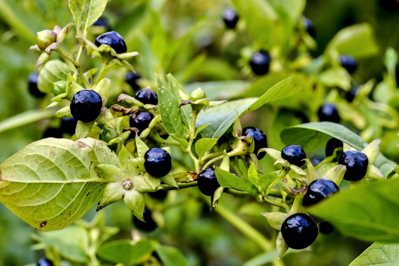 Close-up of small round Deadly Nightshade black berries growing among green leaves on a plant, likely a nightshade species
