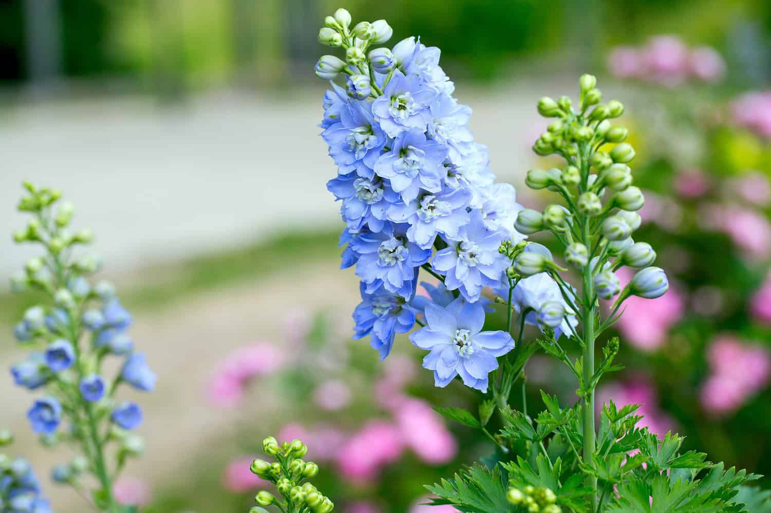 Light blue Delphinium flowers, clustered on a tall green stem, surrounded by unopened buds, blurred pink flowers in the background, soft natural lighting, outdoor garden setting