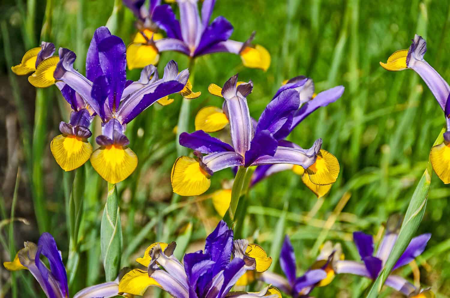 Purple and yellow irises in full bloom, delicate petals with intricate details, vibrant flowers against a green grassy background, a bright and colorful garden scene, a symbol of elegance and beauty