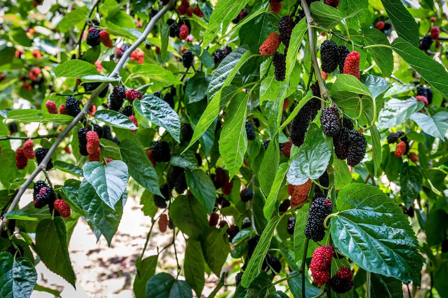 Green leafy plant with small red berries growing among foliage, natural outdoor setting