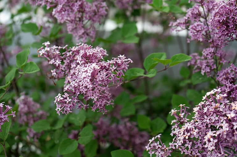 16 Pretty Plants That Are Actually Garden Monsters