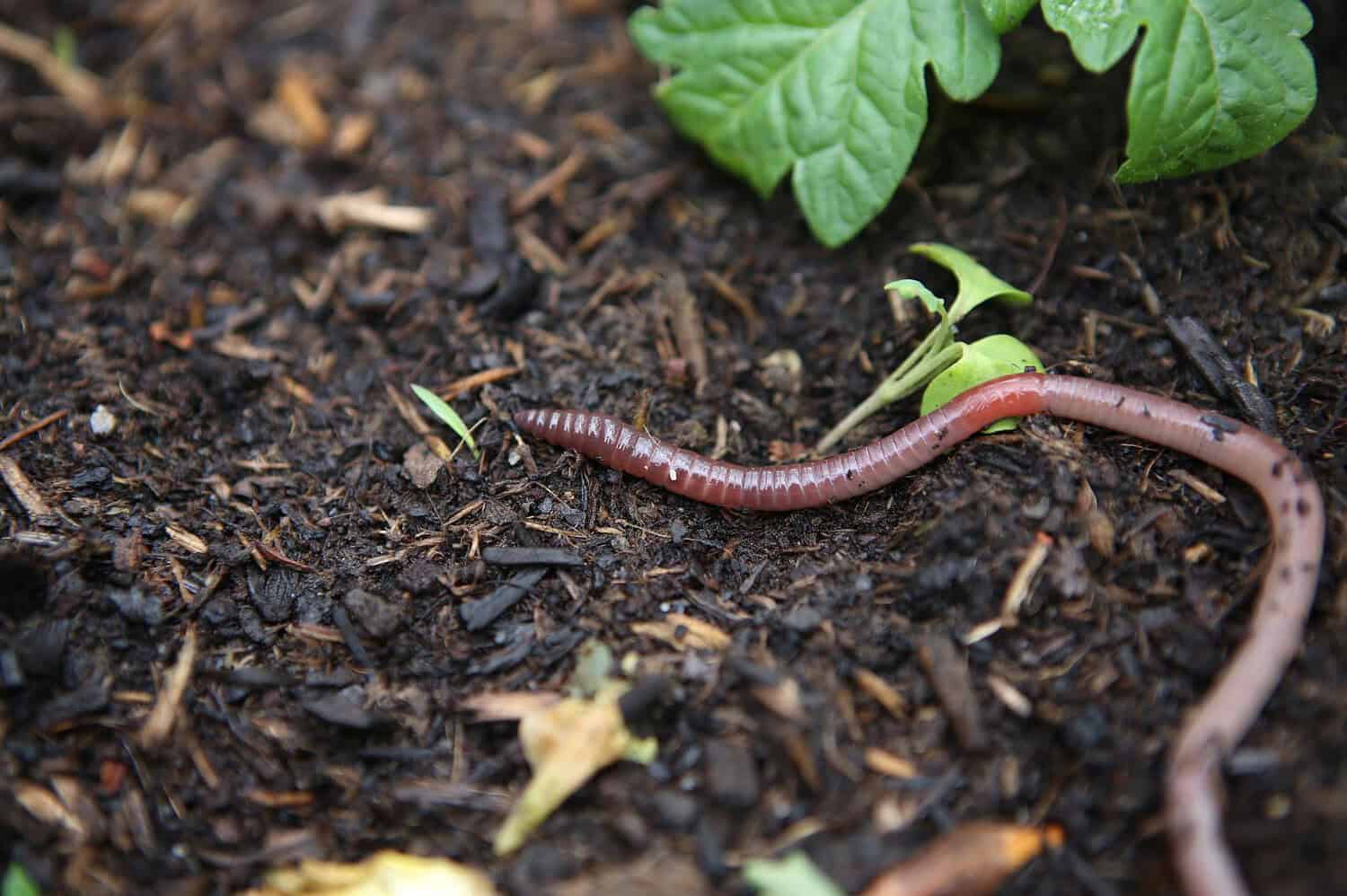 11 Bugs You’ll Want to Protect in Your Garden (Not Kill) * Big Blog of ...